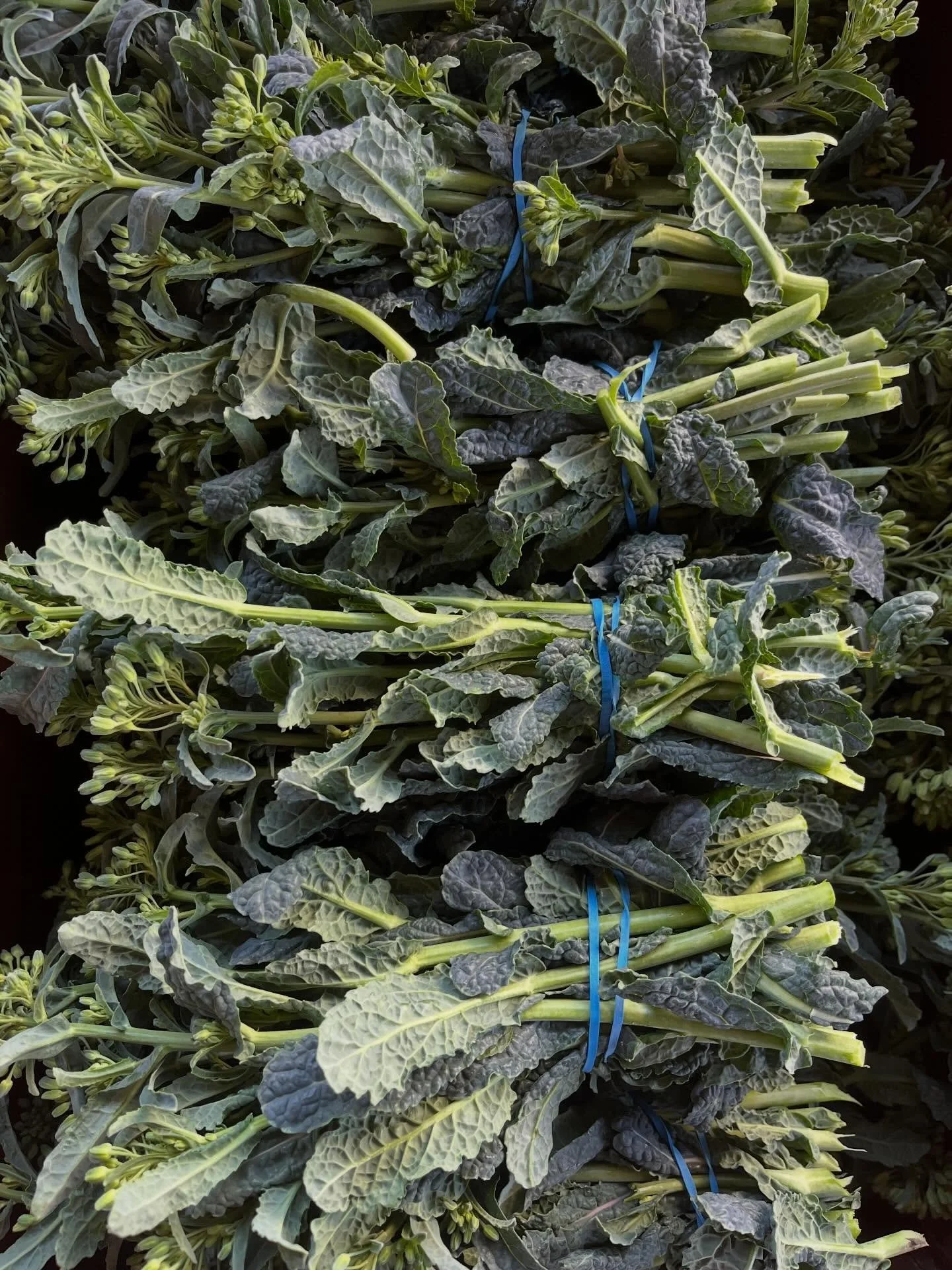 Sometimes I feel a sense of richness out of the blue. Like holding a full case of kale rapini in the sun after a morning rain. When you aren&rsquo;t sure if you can handle carrying it all the way to the box. Even after living here for over 12 years, 