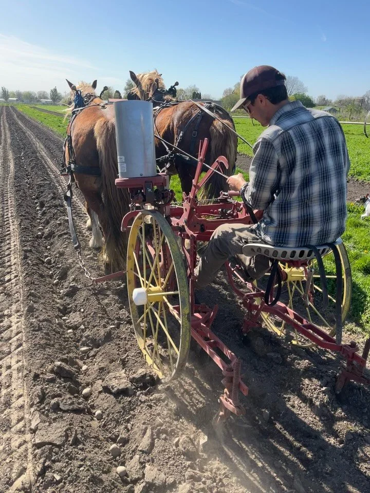 It&rsquo;s planting day at Hayshaker Farm! We&rsquo;re channeling Samwise&nbsp;from LOTR and his love of PO-TAY-TOES by putting in over 1000lbs of seed down and dreaming of all the ways we&rsquo;ll eat them. Opening furrows with the horses, laying do