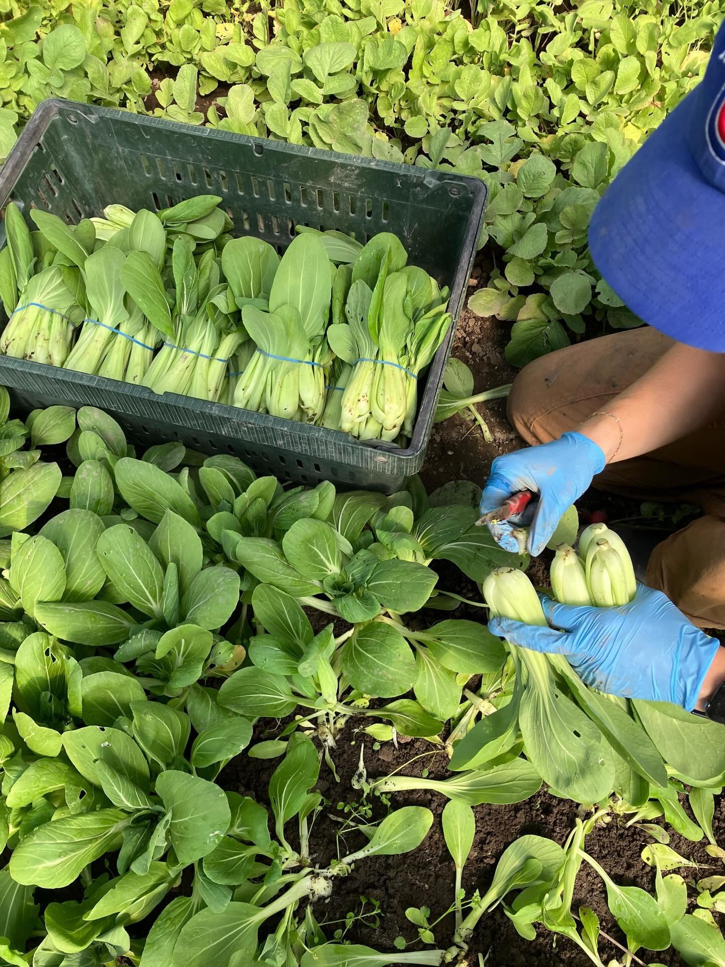 This time of year, I&rsquo;m in (what feels like) constant motion: picking things up and putting them down somewhere else, switching irrigation, opening and closing tunnels, setting folks up with tasks while planning the next. It&rsquo;s a lot of usi
