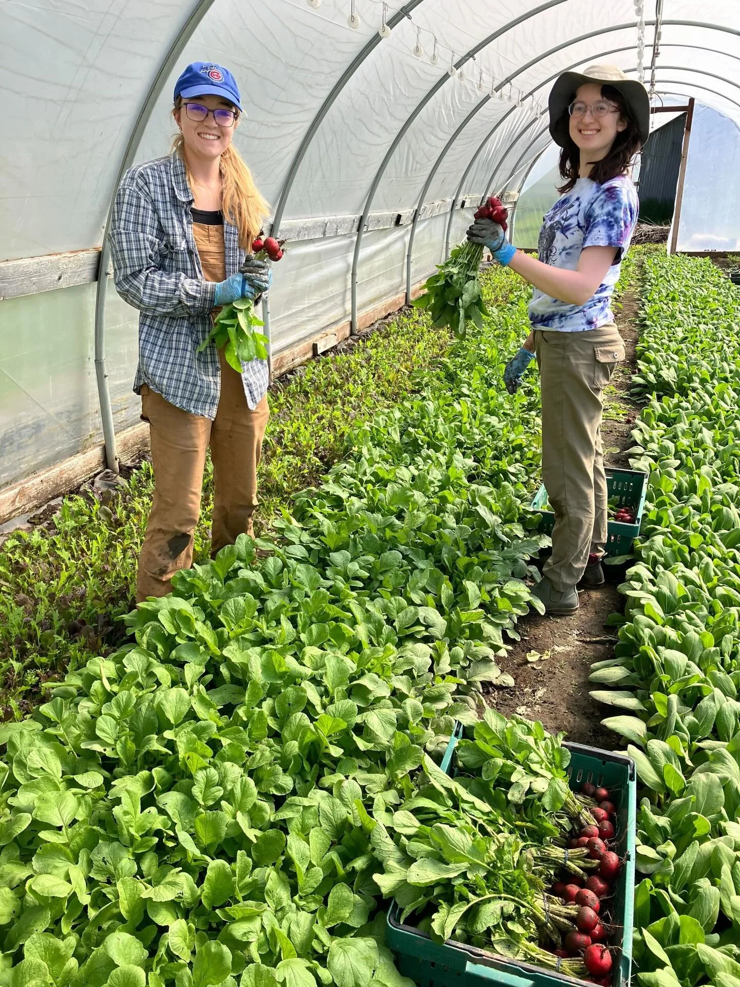 We have one tunnel on the farm we got used from the local nursery. It came with the number 16 on it (out of the 50+ tunnels we took from), so we named it &ldquo;Sweet 16.&rdquo; It&rsquo;s a quonset&nbsp;style tunnel, meaning it has a rounded top, no