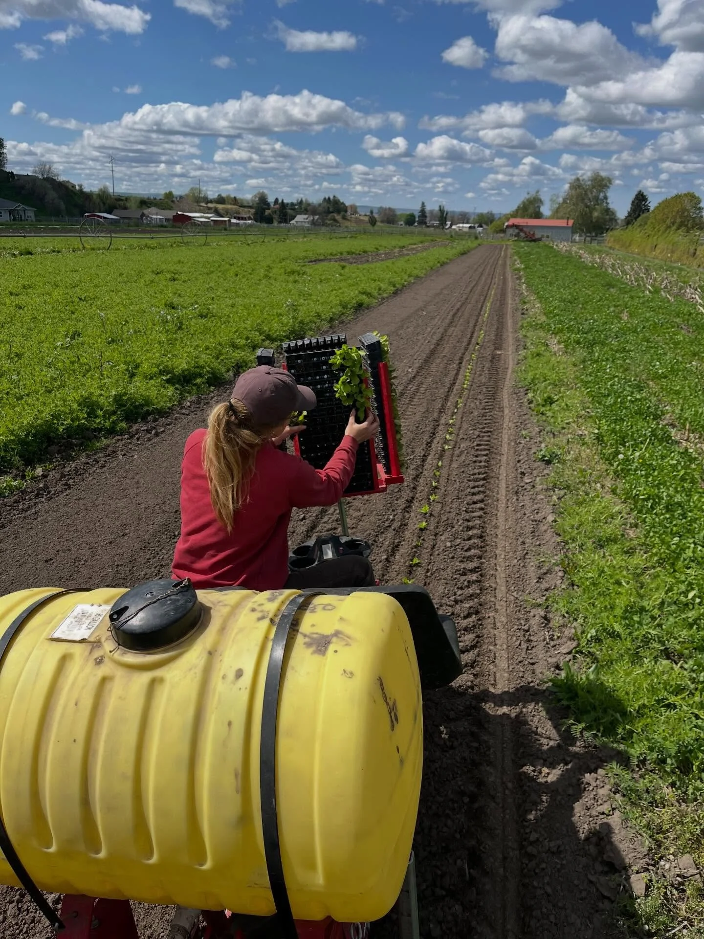 DON&rsquo;T WORRY. We are reentering radicchio season. Anna and I planted the first patch of 2026 radicchio last week on a glorious day, surrounded by the clover and vetch, both ready to explode with their blooms (expect some pollinator habitat photo