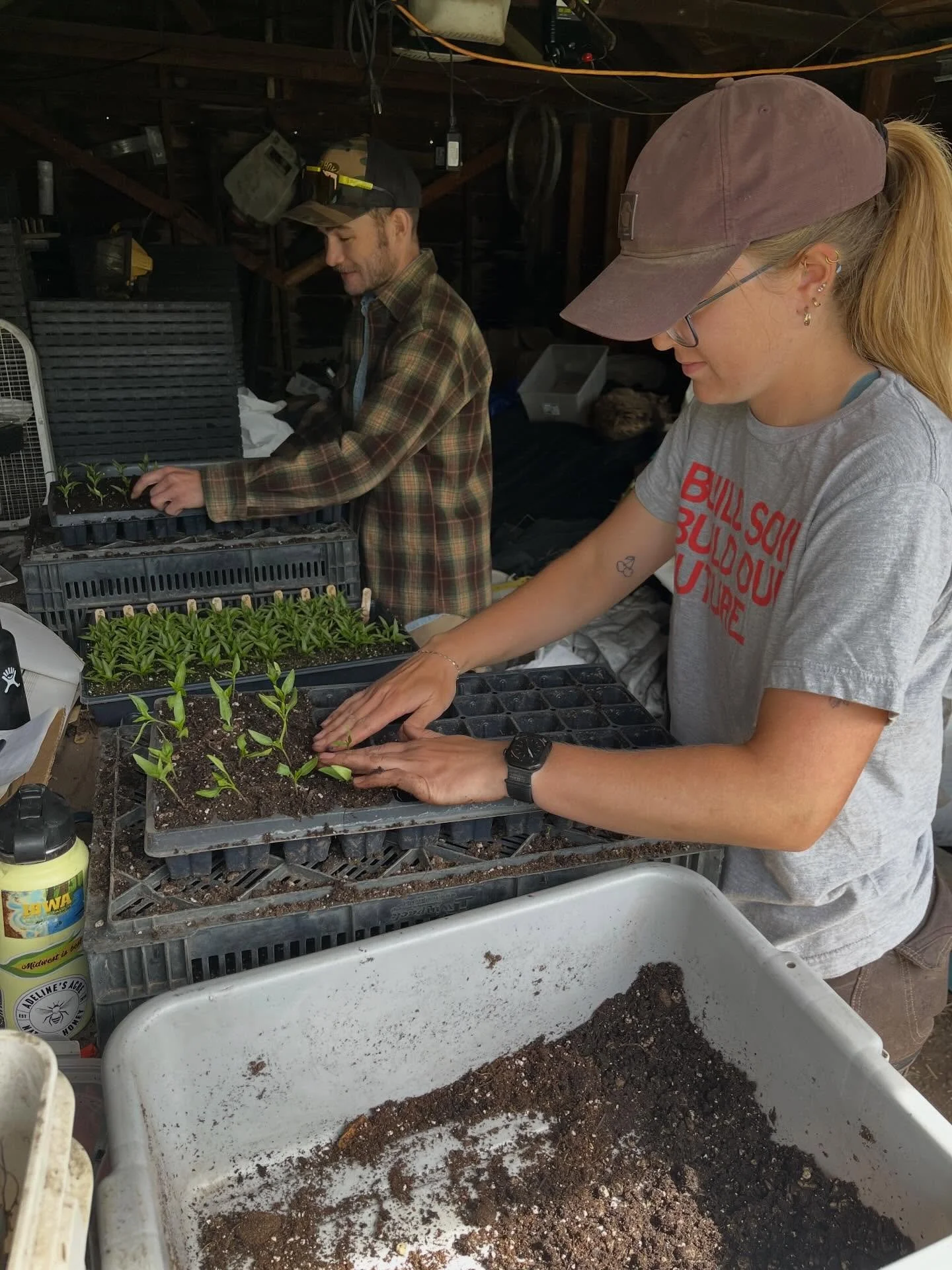 The great pepper pot up has begun! As we prepare for the first outdoor market of the year, marked annually by the snowball viburnum bloom, we also hunker down in the potting shed to handle, one by one, all 8000+ pepper plants to give them more space 