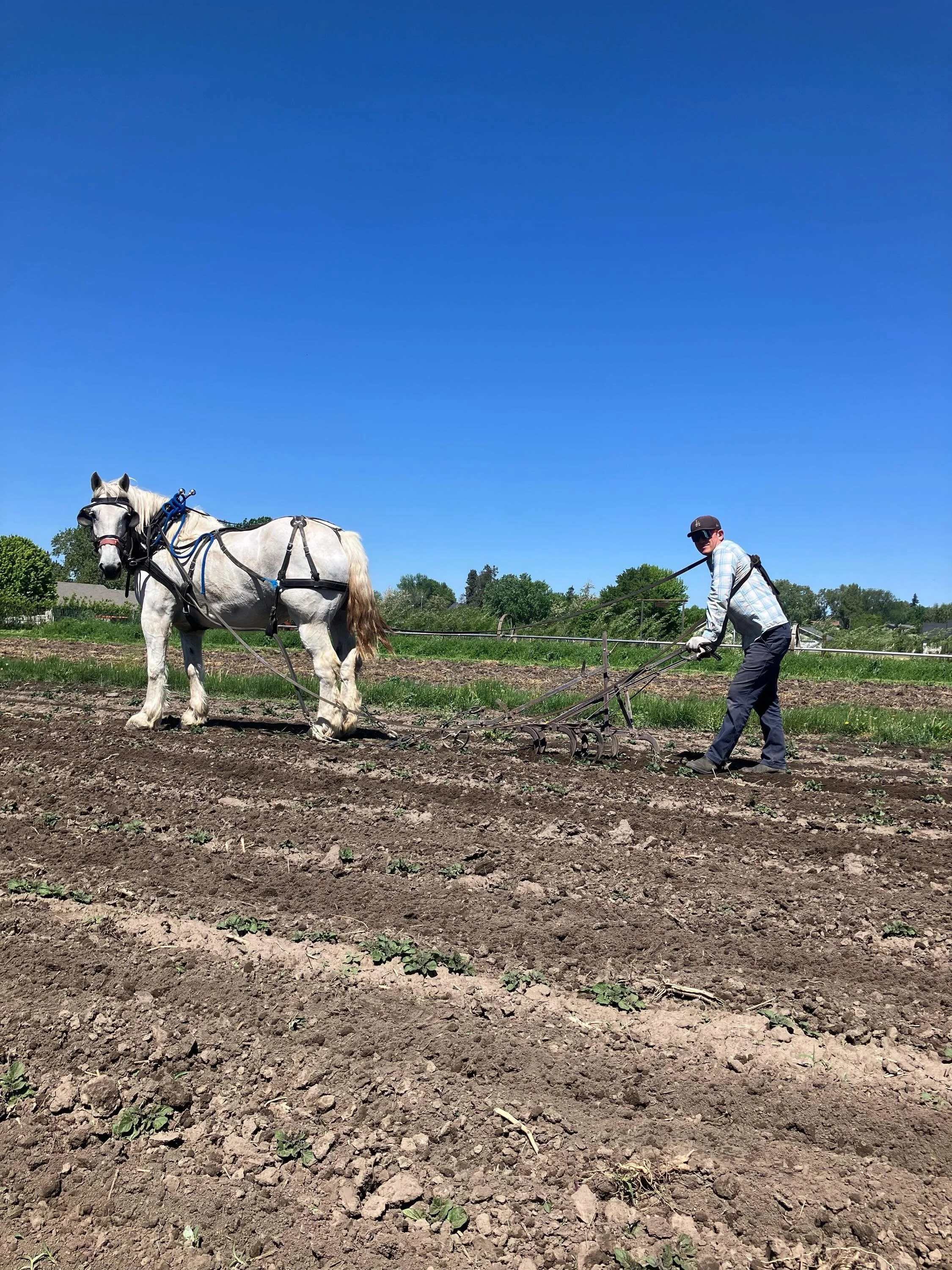 Last week marked the return of the horses to the farm after a spring of grazing grass elsewhere in the valley. Now with row crops planted, we&rsquo;ve got some regular work to do together. See me pictured with reliable (if sometimes stubborn) Dusty k