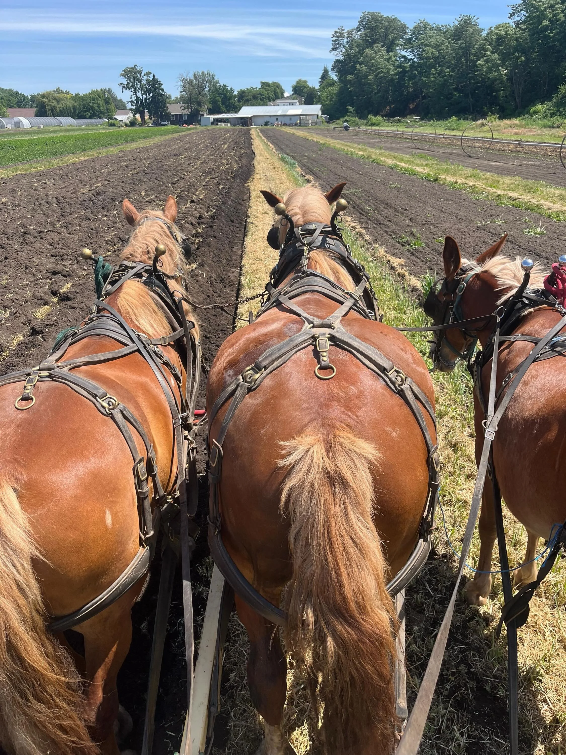 As you have seen on this newsletter through the ages, farming requires basic handiness in many different skills. Horticulture, plumbing, animal first aid, human first aid, excavation, carpentry, chemistry....even algebra! However, there is an oft-ove