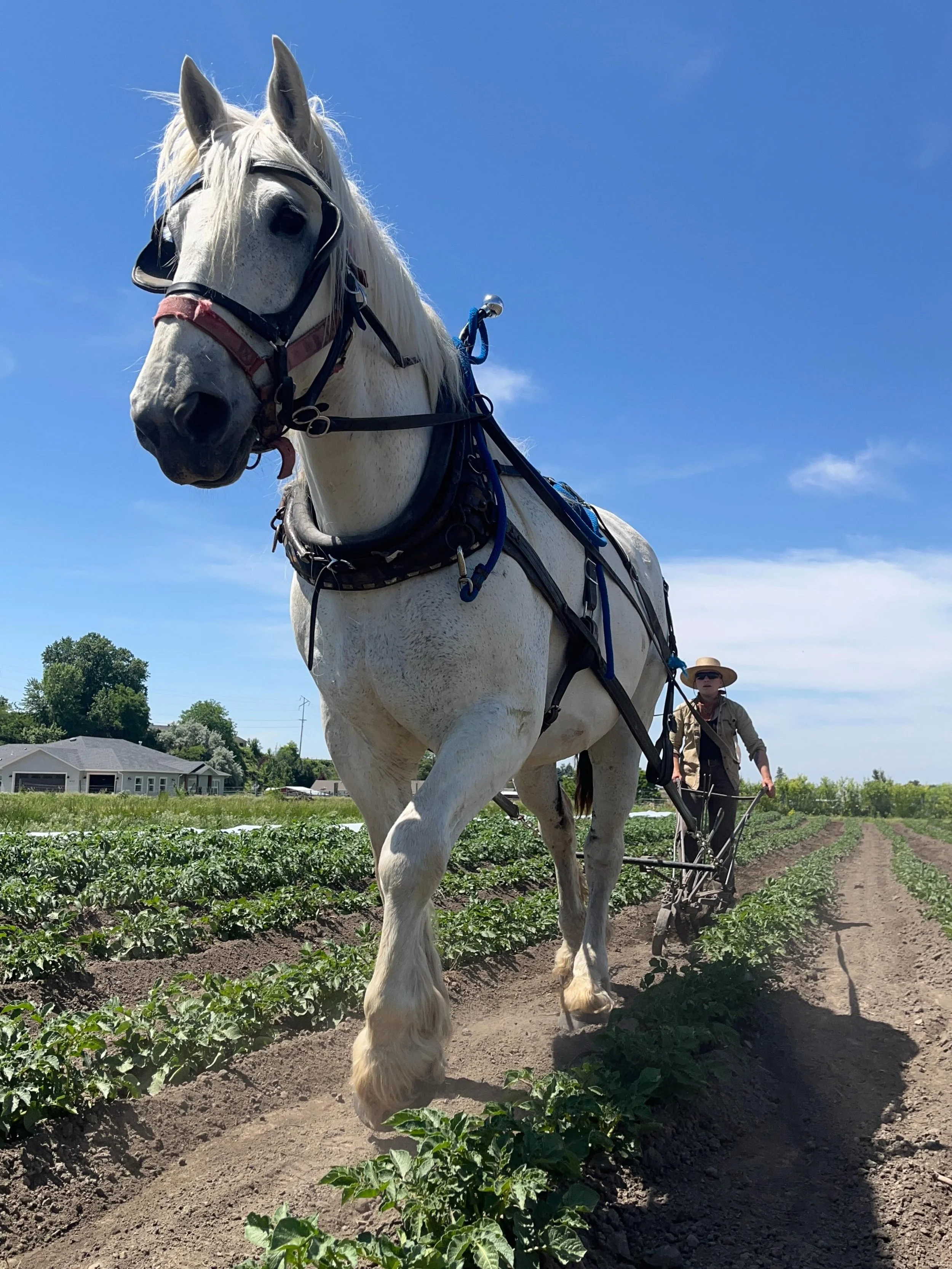 This weekend the weather was perfect. I was back from a lovely family vacation to Southwest high desert, and the potatoes were calling our name. Caidy and I snagged Dusty from his pasture, and went on a long walk to cultivate and hill the potatoes. I