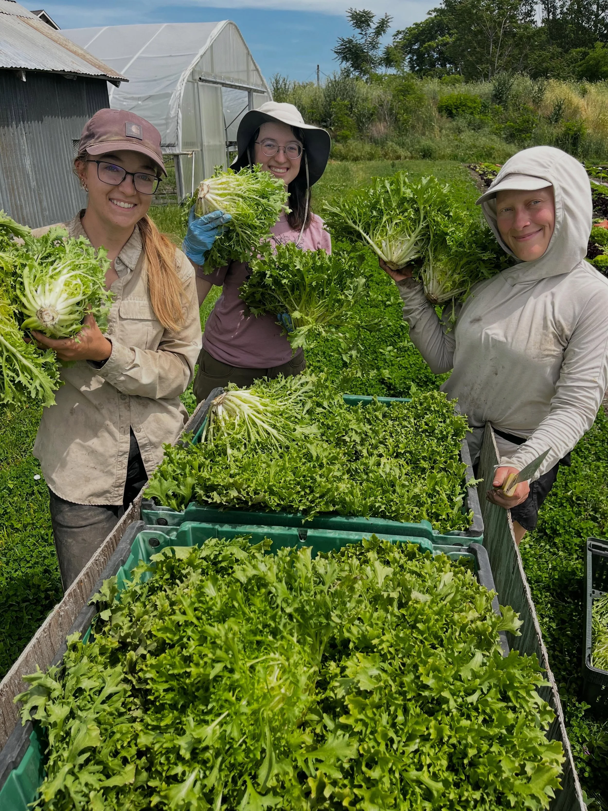 Chicory season is officially here (@chicoryweek 4eva) with the beautiful patch of fris&eacute;e modeled here by part of our harvest crew. The blanched interiors are quite exquisite, making for a beautiful addition to our salad mix, but also lovely on