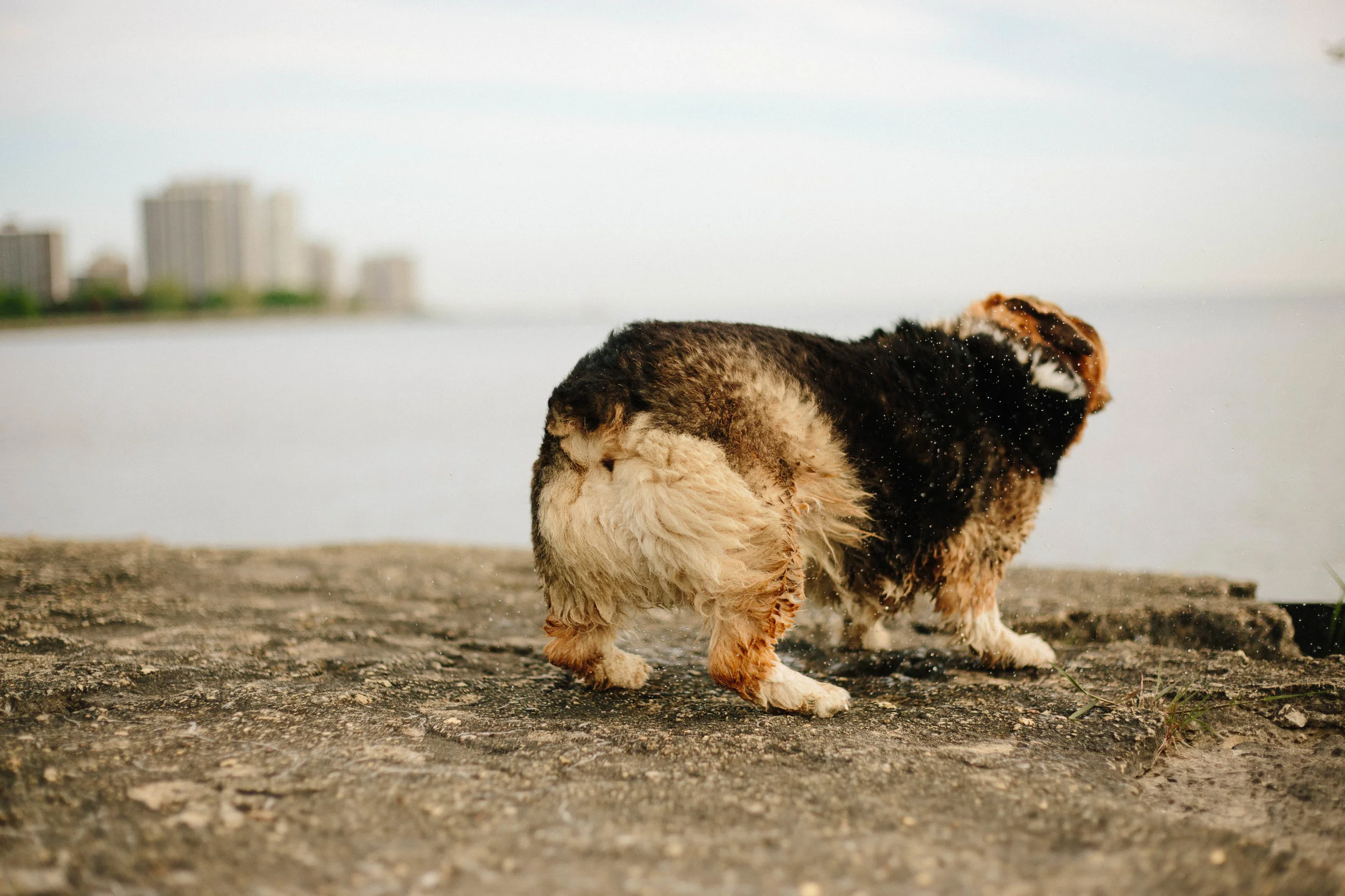 RamboEdgewaterBeach-6.jpg