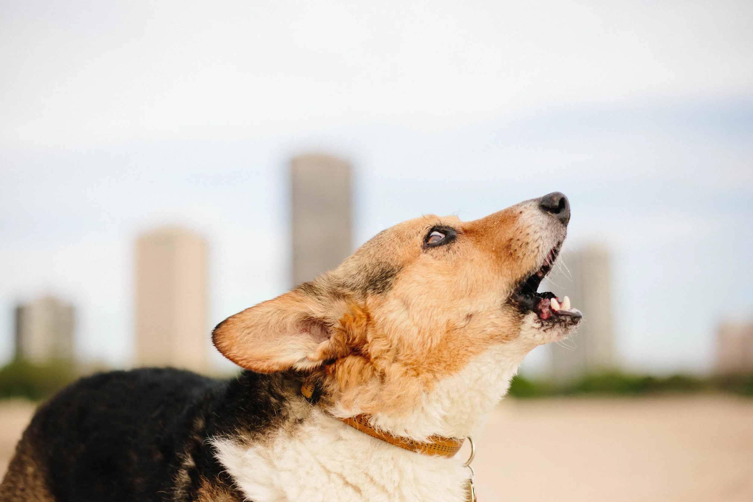RamboEdgewaterBeach-5.jpg