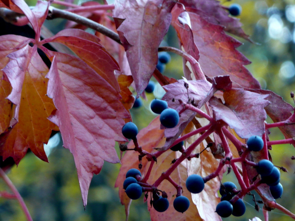 Boston Ivy
