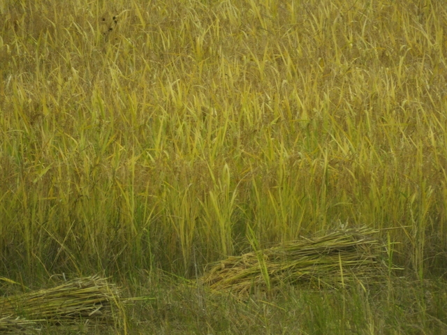 Rice Sheaves