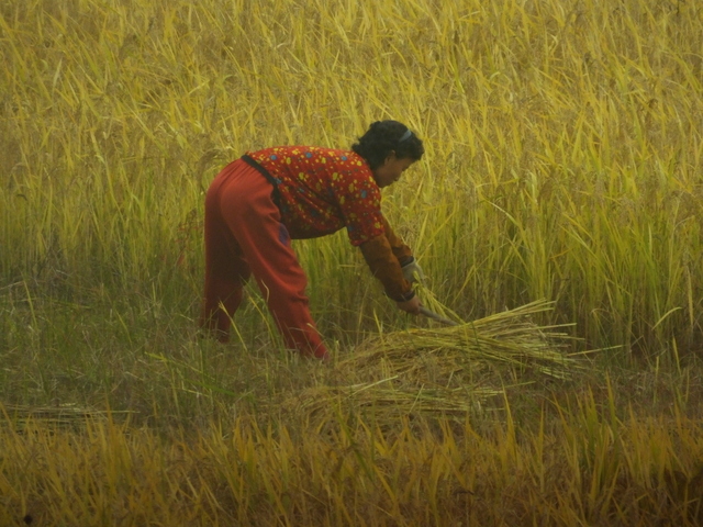 Rice harvet, photo by D E