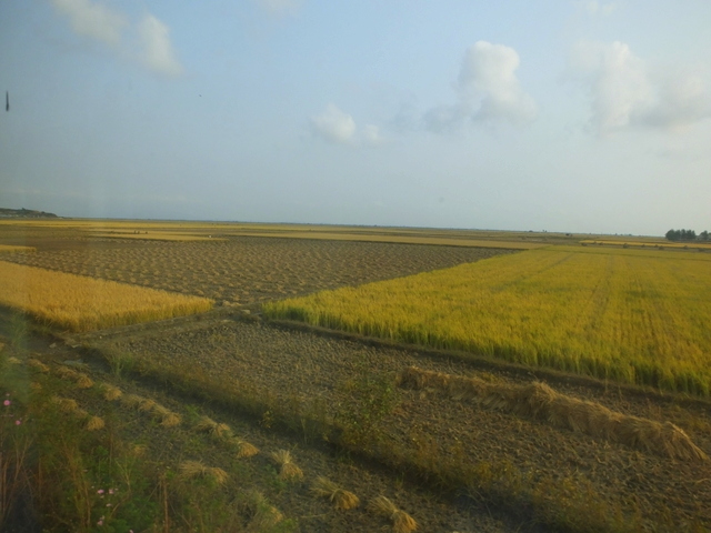 Rice Fields, photo by D E