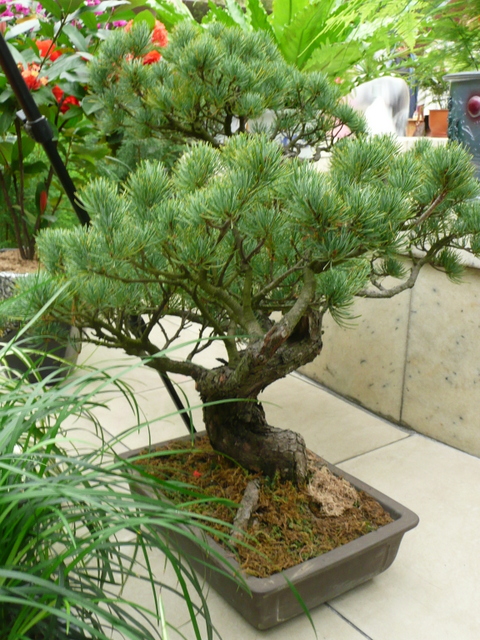 Pinus parviflora in a bonsai dish seen at Kimilsungia&Kimjongilia Exhibition Hall.