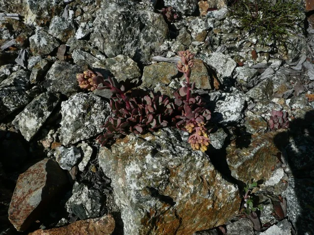 Rosy Siskiyou Sedum - Sedum laxum