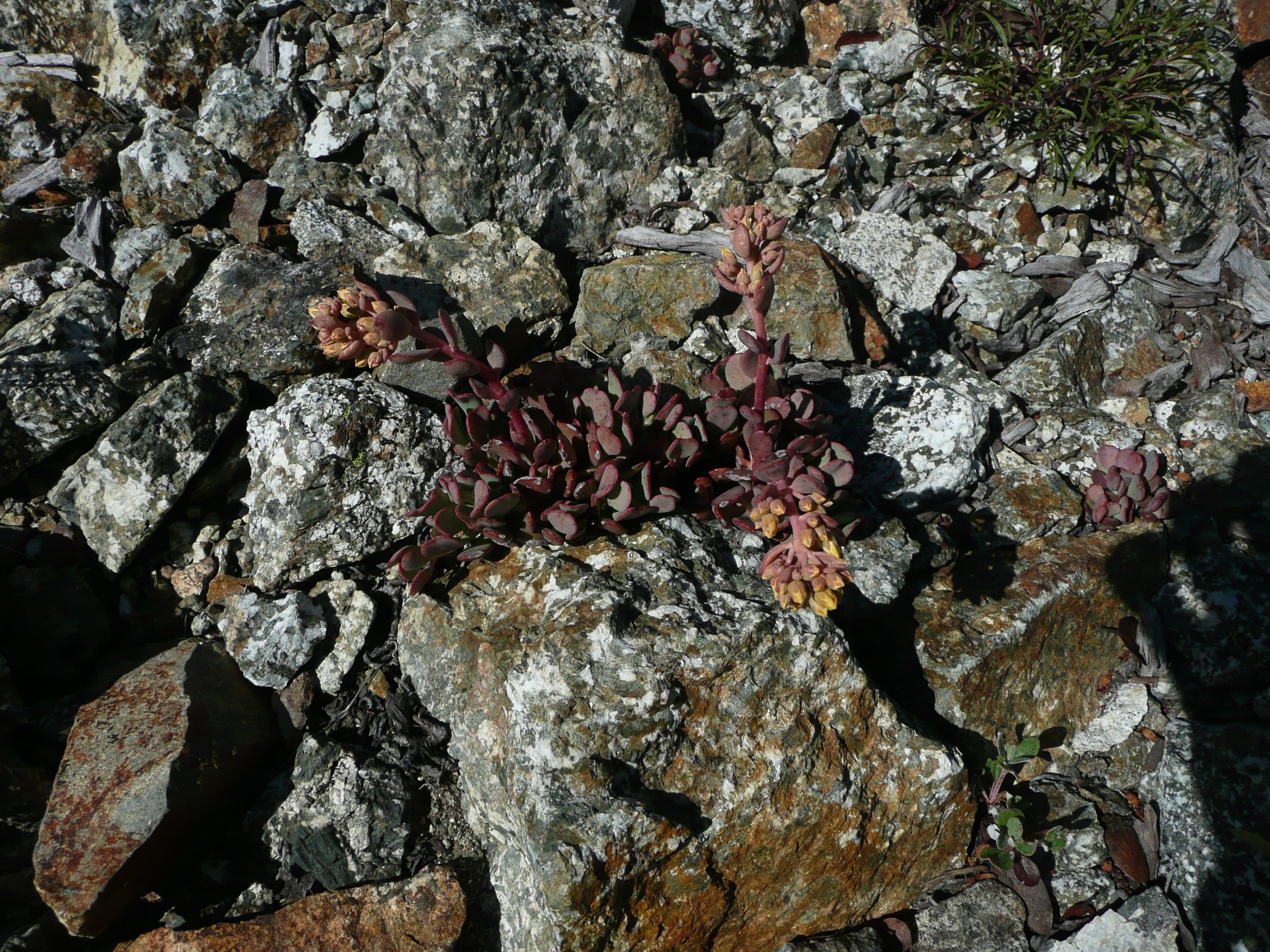 Rosy Siskiyou Sedum, Sedum laxus, pink to rosy flowers on stems which radiate from the center of a basal cluster of square tipped bronze leaves.