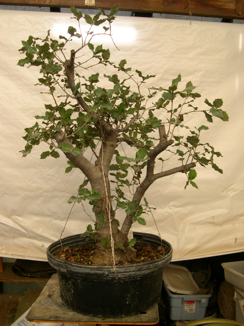Native oaks require native soil and a long period of adjustment after collection.