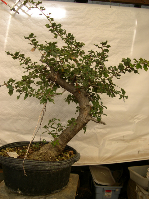 Canyon Live Oak Quercus Chrysolepis