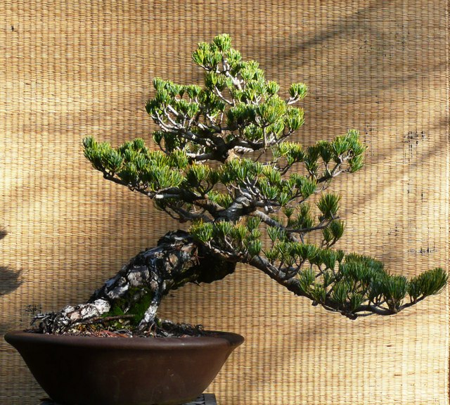 White Pine -- Pinus Parviflora