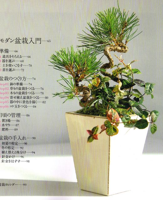curled pine.jpg
