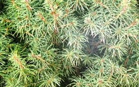 Picea glauca 'Conica' -- White Spruce