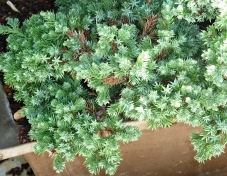 Juniperus procumbens
