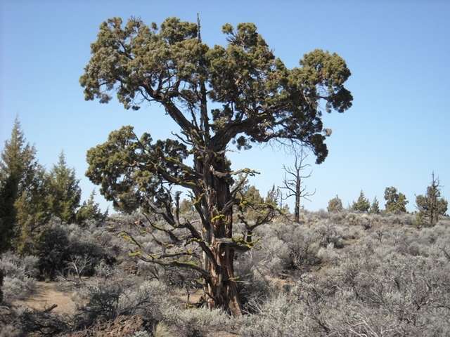 Juniperus occidentalis var. occidentalis