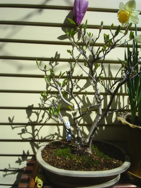 Magnolia lilifolia