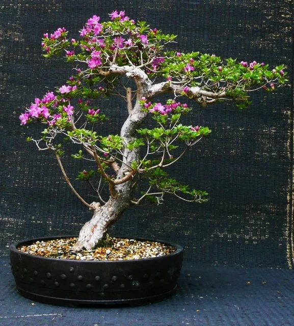 Azalea kiusianum 'Miyama-kikishima'
