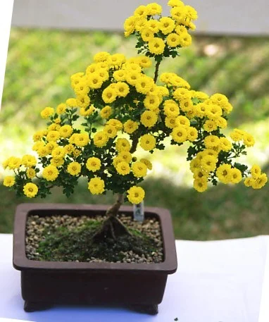 Chrysanthemum