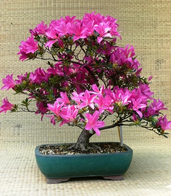 Satsuki azalea 'Otome'
