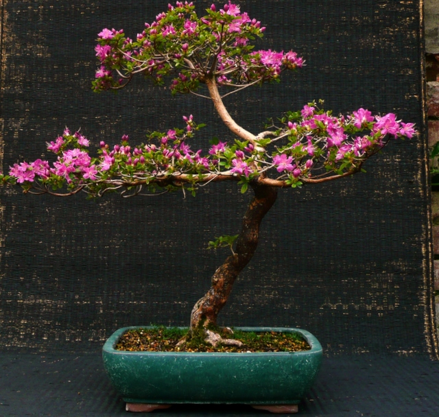 Azalea kiusianum 'Miyana-kikishima'