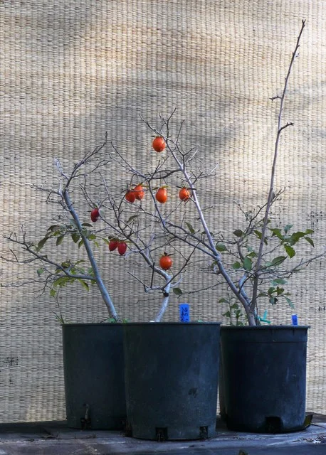Diospyros rhombifolium