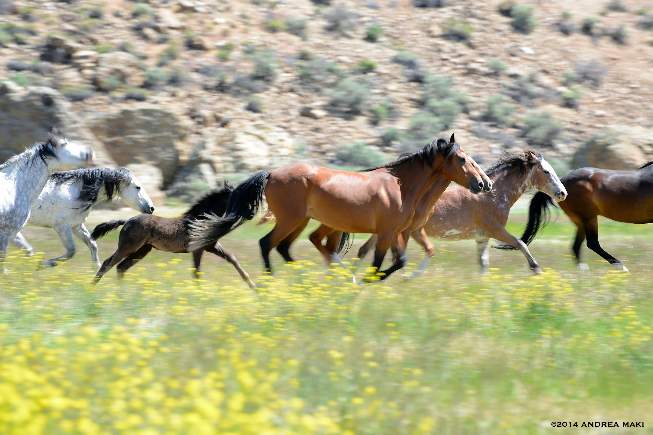 Wild Wilds — Wild Love Preserve