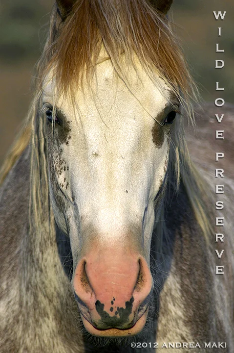 wildeye2012.jpg