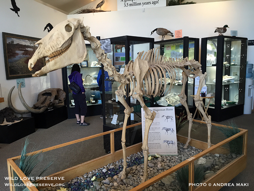   Hagerman Fossil Beds National Museum  &nbsp;  