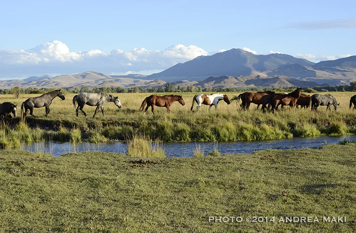 Some of the 135 Idaho wild horses, forever wild and together, on their home turf at Wild Love. 