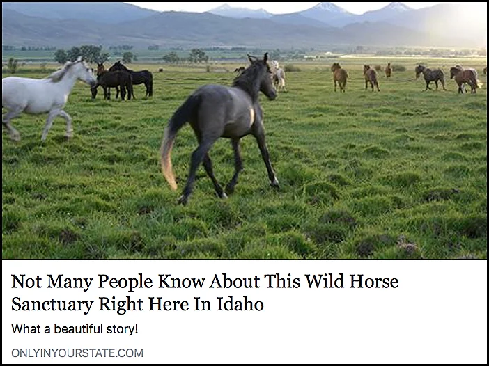 wild-joy.jpg