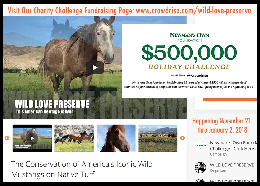 NewmanOwn-HolidayChallenge.jpg