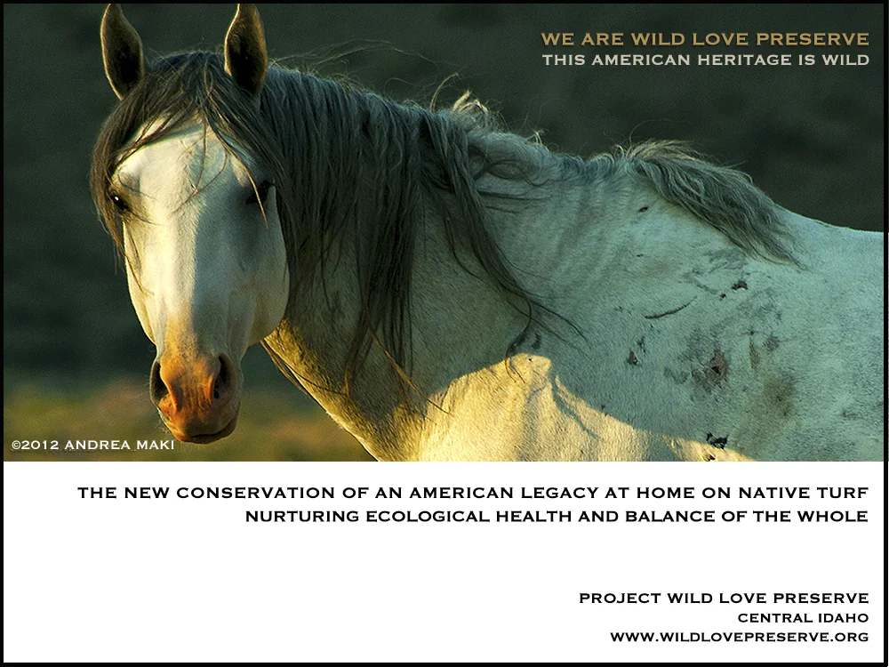 ©AndreaMaki-WLPNewConservation.jpg
