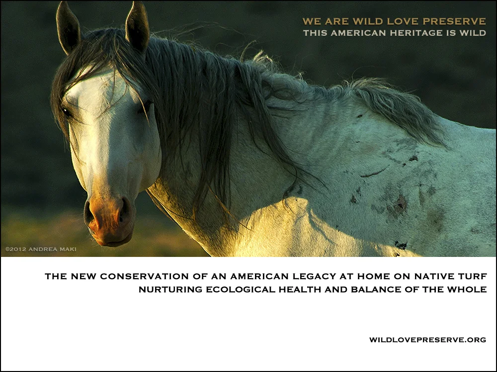 ©ProjectWLP-WildHorseConservation.jpg