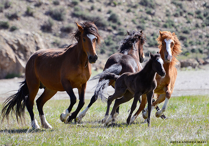 Little Red, Mama Cochise + Little Red, Sister Mojo, Auntie Arapaho, 2014