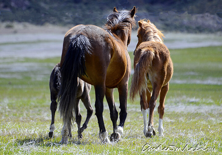 Little Red, Mama Cochise, Little Sister Mojo, 2014