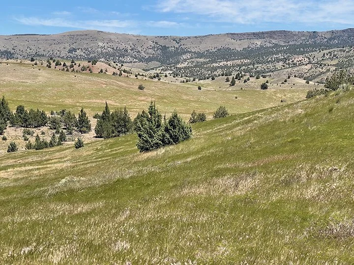 Hills-26-05.jpg