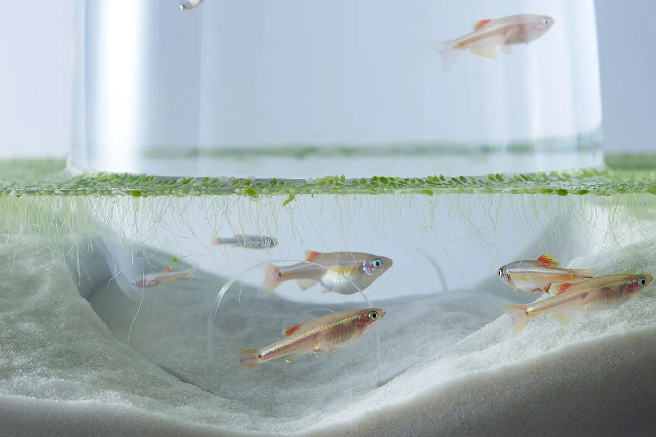 f3_waterscape_by_haruka_misawa_yatzer.jpg