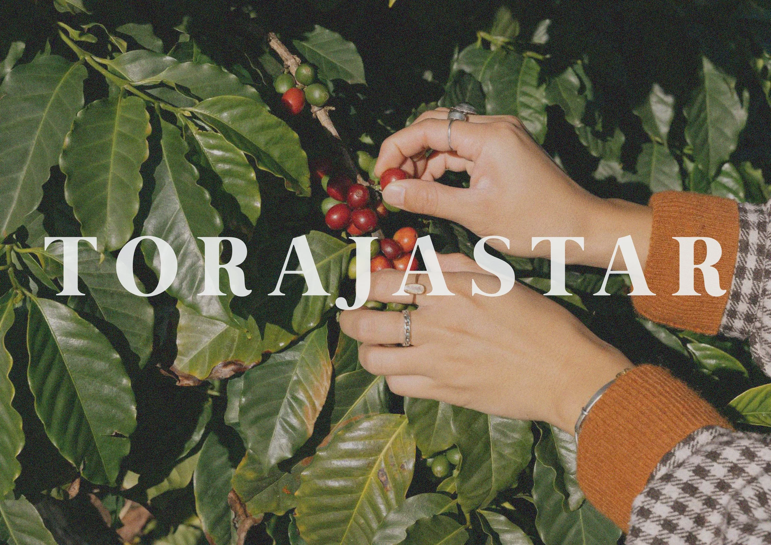 Torajastar coffee rebranding