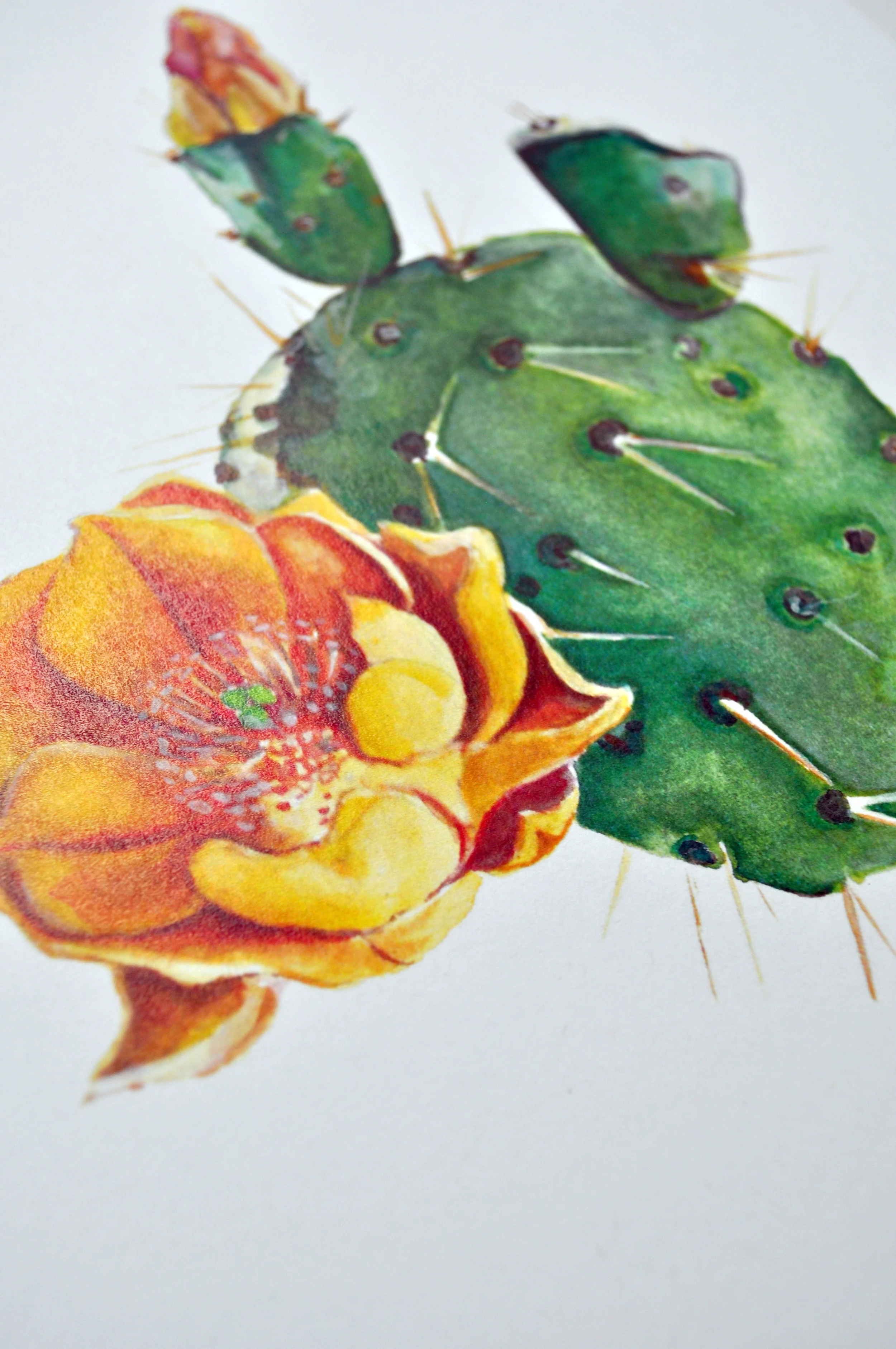 Cactus2.jpg