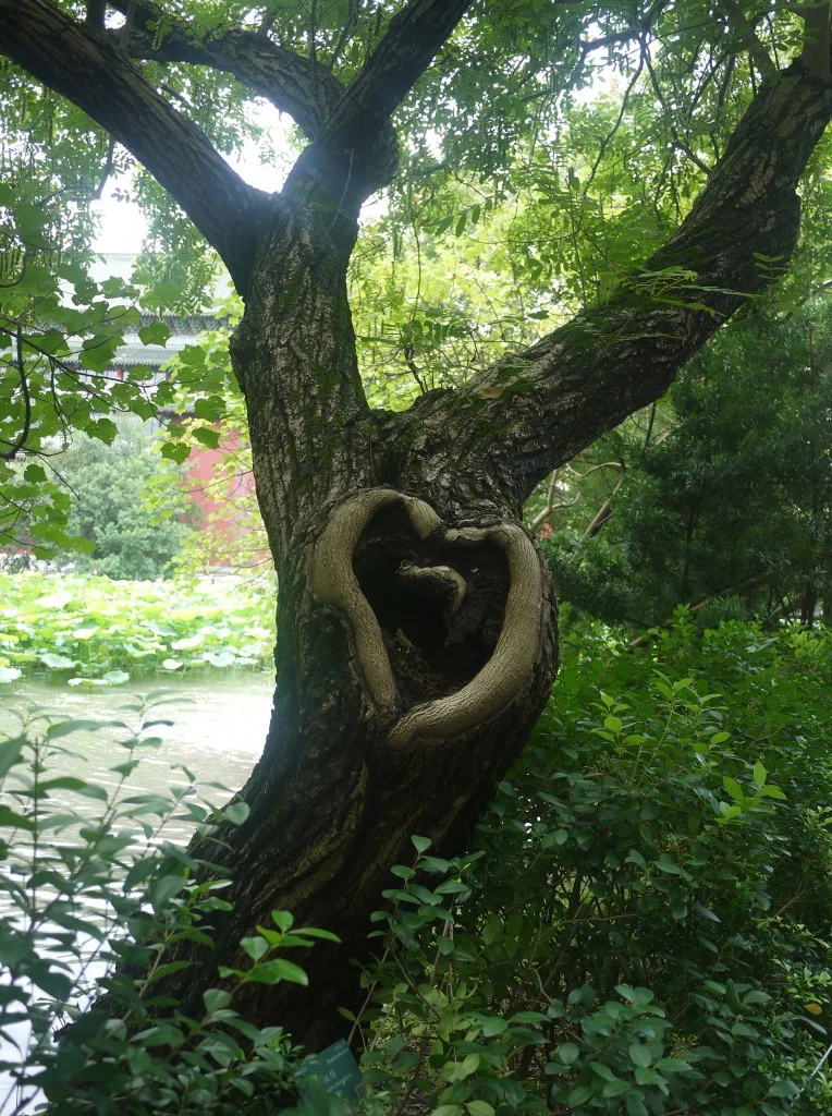 4-heart-tree-764x1024.jpg