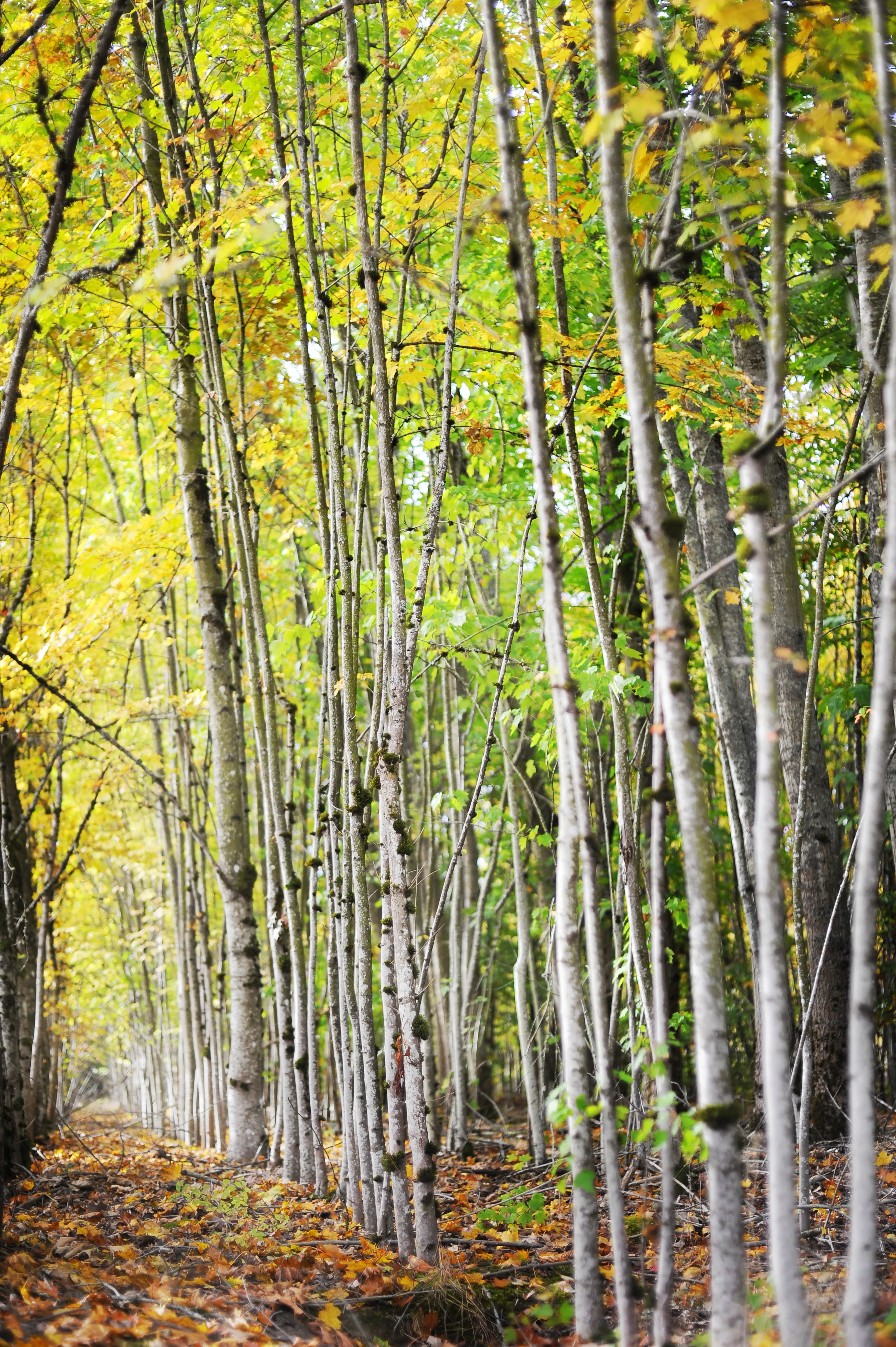 DSC_1005 copy.jpg