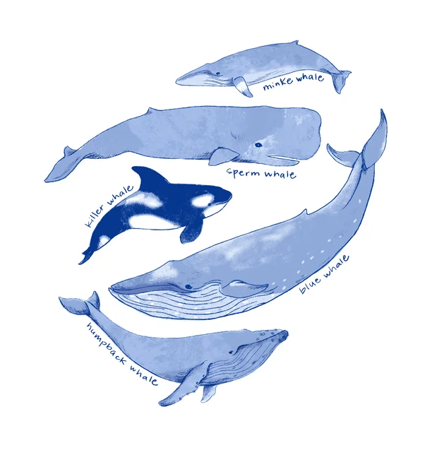 JJ_whales.jpg