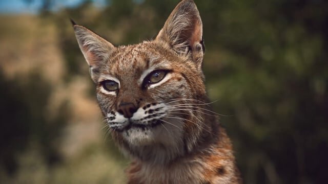 Crave - Cat